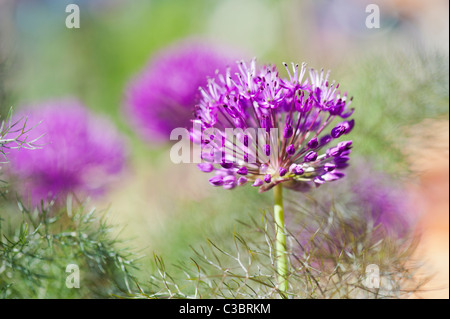 Allium 'Purple Sensation' Hollandicum.  Ornamentale Zwiebel Blume unter Fenchel Laub Stockfoto