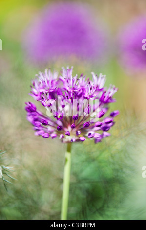 Allium 'Purple Sensation' Hollandicum.  Ornamentale Zwiebel Blume unter Fenchel Laub Stockfoto