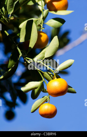 Reifer Orangen auf Orangenbaum gegen blauen Himmel Stockfoto