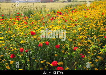 Israelische Wildblumen - roten Klatschmohn (Papaver Subpiriforme) und Krone Margerite (Chrysanthemum Coronarium) Stockfoto