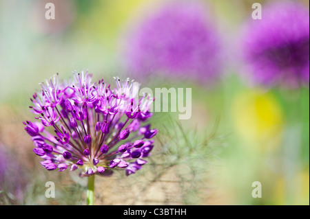 Allium 'Purple Sensation' Hollandicum.  Ornamentale Zwiebel Blume unter Fenchel Laub Stockfoto