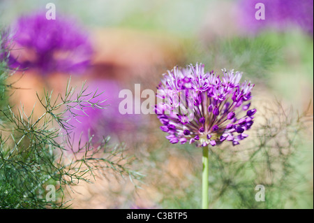 Allium 'Purple Sensation' Hollandicum.  Ornamentale Zwiebel Blume unter Fenchel Laub Stockfoto