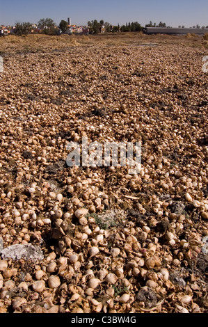 Millionen von getrockneten Schwammparenchym und bauchige Stiele (aufgeblasenen Blattstiel) des gemeinsamen Wasserhyazinthe (Eichhornia Crassipes) Stockfoto