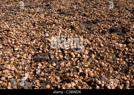 Milionen von getrockneten Schwammparenchym und bauchige Stiele (aufgeblasenen Blattstiel) des gemeinsamen Wasserhyazinthe (Eichhornia Crassipes) Stockfoto