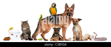 Gruppe von Haustieren sitzen vor weißem Hintergrund Stockfoto