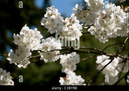 Prunus Serrulata 'Tai Haku' Great White oder Cherry Hill, in Blüte Stockfoto