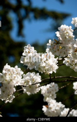 Prunus Serrulata 'Tai Haku' Great White oder Cherry Hill, in Blüte Stockfoto