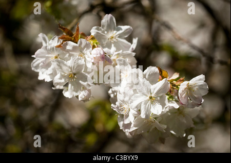 Prunus Serrulata 'Tai Haku' Great White oder Cherry Hill, in Blüte Stockfoto