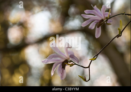 Magnolia X loebneri 'Leonard Messel' in voller Blüte Stockfoto