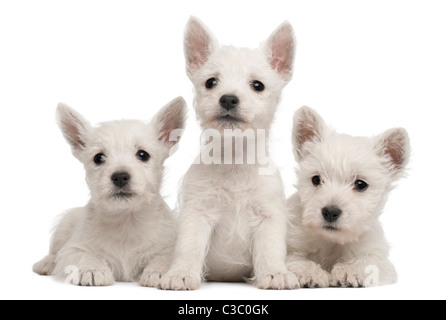 3 West Highland Terrier Welpen, 7 Wochen alt, vor weißem Hintergrund Stockfoto