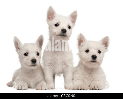 3 West Highland Terrier Welpen, 7 Wochen alt, vor weißem Hintergrund Stockfoto