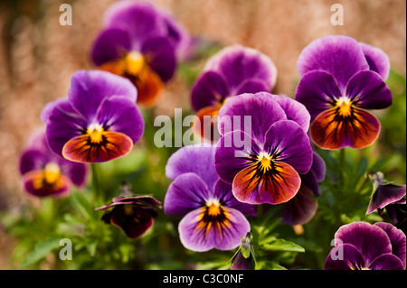 Viola F1 antike Farbtöne in voller Blüte Stockfoto