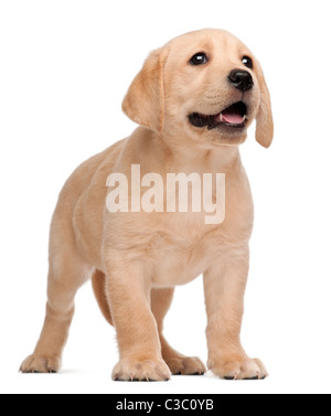 Labrador Welpen, 7 Wochen alt, vor weißem Hintergrund Stockfoto
