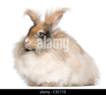 Englische Angora Kaninchen vor weißem Hintergrund Stockfoto