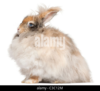 Englische Angora Kaninchen vor weißem Hintergrund Stockfoto