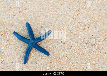 Blauer Seestern am Sandstrand im Shangri-La Resort, Insel Viti Levu, Fidschi-Inseln. Stockfoto