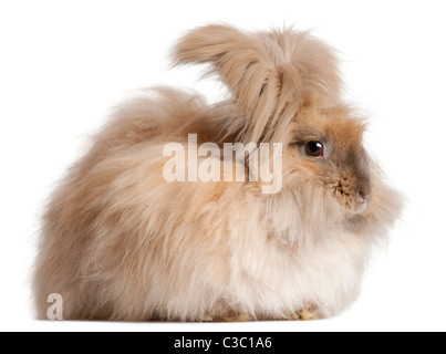 Englische Angora Kaninchen vor weißem Hintergrund Stockfoto