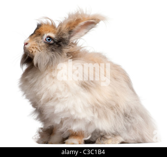 Englische Angora Kaninchen vor weißem Hintergrund Stockfoto