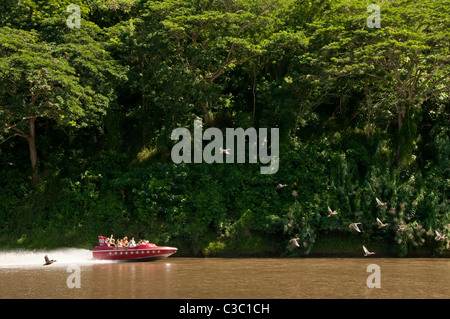 Sigatoka River Safari Jetboat-Tour, Insel Viti Levu, Fidschi-Inseln. Stockfoto