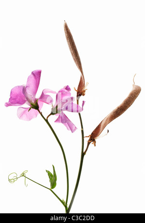 Zuckererbsen und Samenkapseln auf weißem Hintergrund Stockfoto