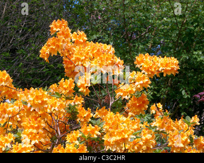 Azaleen und Rhododendren Royal Horticultural Society Botanischer Garten, Wisley, Vereinigtes Königreich Stockfoto