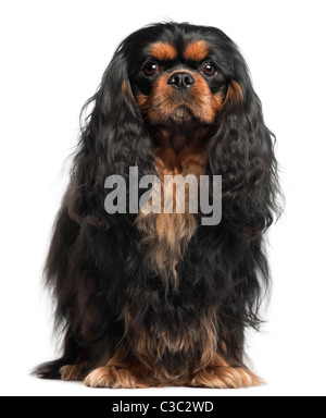 Cavalier King Charles Spaniel, 2 Jahre alt, vor weißem Hintergrund Stockfoto