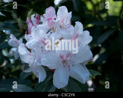 Azaleen und Rhododendren Royal Horticultural Society Botanischer Garten, Wisley, Vereinigtes Königreich Stockfoto