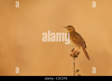 Grasshopper Warbler Kokons aus Bramble Stamm in Warwickshire Röhricht Stockfoto