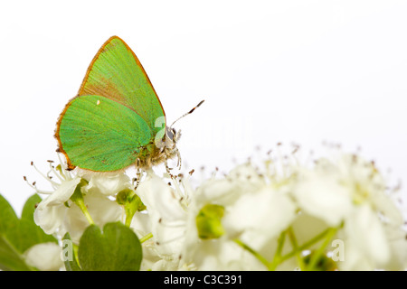 Schmetterling grün Zipfelfalter Callophrys rubi Stockfoto