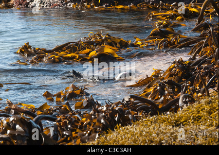 Afrikanische Pinguin (Spheniscus Demersus) Erwachsenen Pfeilern der Küste Boulders Beach Simon Südafrika Table Mountain Nationalpark Stockfoto