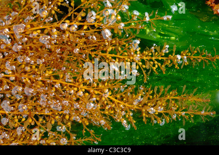 SARGASSUM MUTICUM Japweed, ein Braunalgen, eine eingeführte Schädlingsbekämpfung, in einem Rockpool Cornwall UK Stockfoto