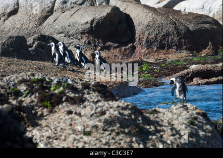 Afrikanische Pinguine (Spheniscus Demersus) Erwachsene Gruppe kommen Boulders Beach Simons Town Table Mountain National Park Shore Stockfoto