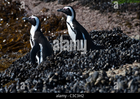 Afrikanische Pinguine (Spheniscus Demersus) Erwachsenen paar Gonna See zu Fuß auf Muscheln Boulders Beach Simons Town Stockfoto