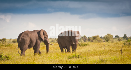 Zwei afrikanische Elefanten grasen auf dem afrikanischen grass Ebenen im späten Nachmittagssonne Stockfoto