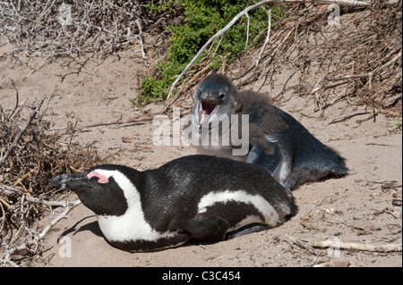 Afrikanische Pinguine (Spheniscus Demersus) Erwachsenen mit juvenile Boulders Beach Simons Town Tabelle Mountain Nationalpark Cape Africa Stockfoto