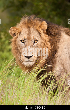 Der Löwe (Panthera Leo) ist eines der vier Großkatzen der Gattung Panthera und ein Mitglied der Familie Felidae. Stockfoto