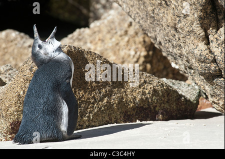 Afrikanische Pinguin (Spheniscus Demersus) juvenile Aufruf Boulders Beach Simon Stadt Table Mountain National Park Kap-Halbinsel Stockfoto