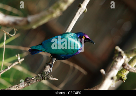 Lila glänzend Starling, (Glanzstare Purpureus) Stockfoto