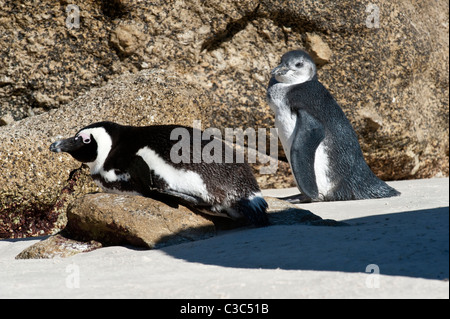 Afrikanische Pinguine (Spheniscus Demersus) Erwachsenen mit juvenile Boulders Beach Simons Town Tabelle Mountain Nationalpark Cape Africa Stockfoto