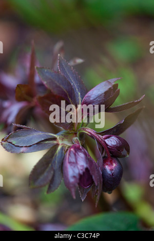 Deep Purple Nieswurz (Helleborus x Hybridus 'Garten Schwarz) Blütenknospen im Frühjahr in West Sussex, England, Großbritannien Stockfoto