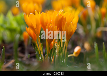 Gelbe Krokusse blühen im Frühling mit frühen Morgen Tau Stockfoto