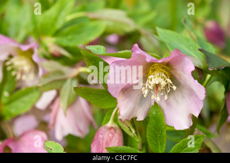 Pink Flower (nieswurz orientalis) Blumen in voller Blüte im Frühjahr in Sussex, UK Stockfoto