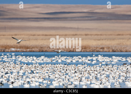 Ein paar wandernde Schneegänse (Chen Caerulescens) Land unter anderen Schneegänse, zentrale Montana Stockfoto