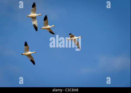 Schneegänse (Chen Caerulescens) im Formationsflug, zentrale Montana Stockfoto