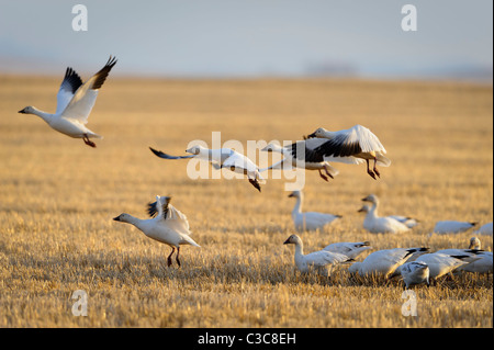 Schneegänse Fütterung in eine Heu-Feld während ihrer jährlichen Frühjahrszug, zentrale Montana Stockfoto