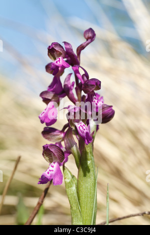 Detail von Orchis Morio Blumen, kleine europäische Orchidee Stockfoto