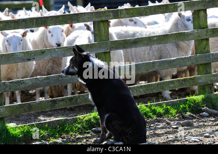 Sheepdog wachsamen Auge auf Schafe nach Aufrundung bei Slaughtree, Scottish Borders Stockfoto