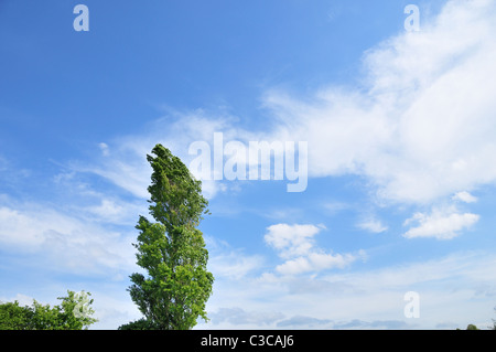 Baum gegen blauen Himmel mit weißen Wolken Stockfoto