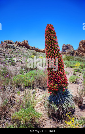 Turm der Juwelen (Echium Wildpretii), endemische Blume der Insel Teneriffa, Kanaren. Stockfoto