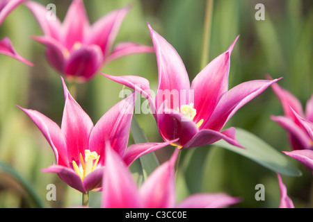 Rosa Lilie blühende Tulpe Stockfoto